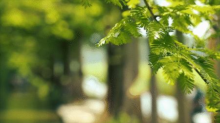 森氧之地，秋游必选！金湖万亩水上森林，真的别有趣味