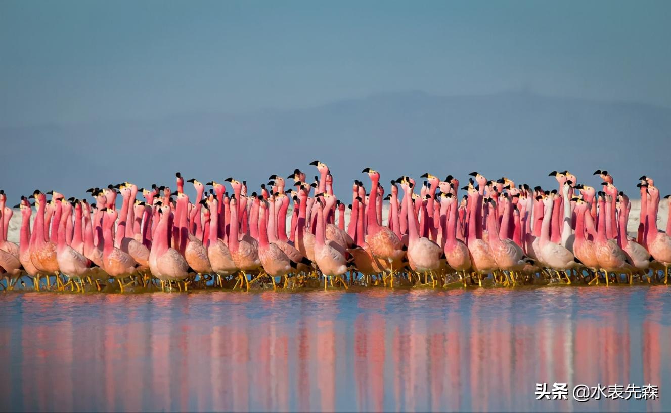 十部必看高分纪录片,十大必看的高分纪录片