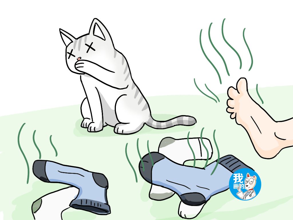 猫咪出现呕吐猫粮怎么办,猫咪如果出现呕吐症状该怎么办