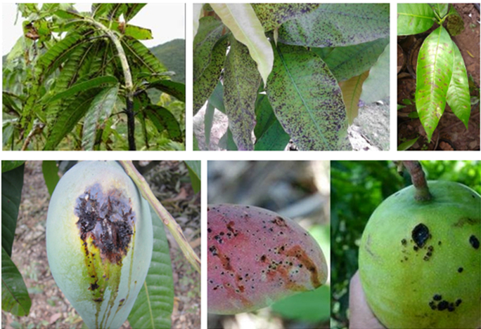芒果病虫害防治书籍,芒果常见病虫害症状及防治方法
