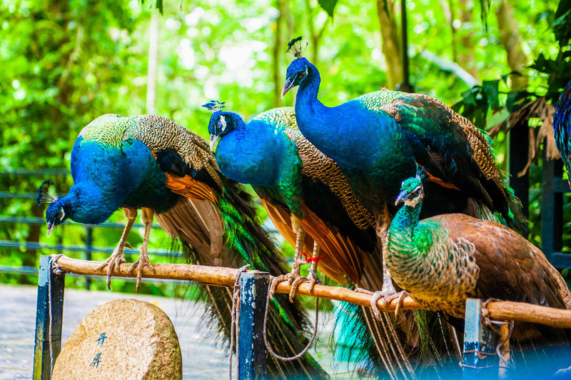 三亚万橡雨林生态园,三亚亚龙湾热带森林公园雨林飞跃