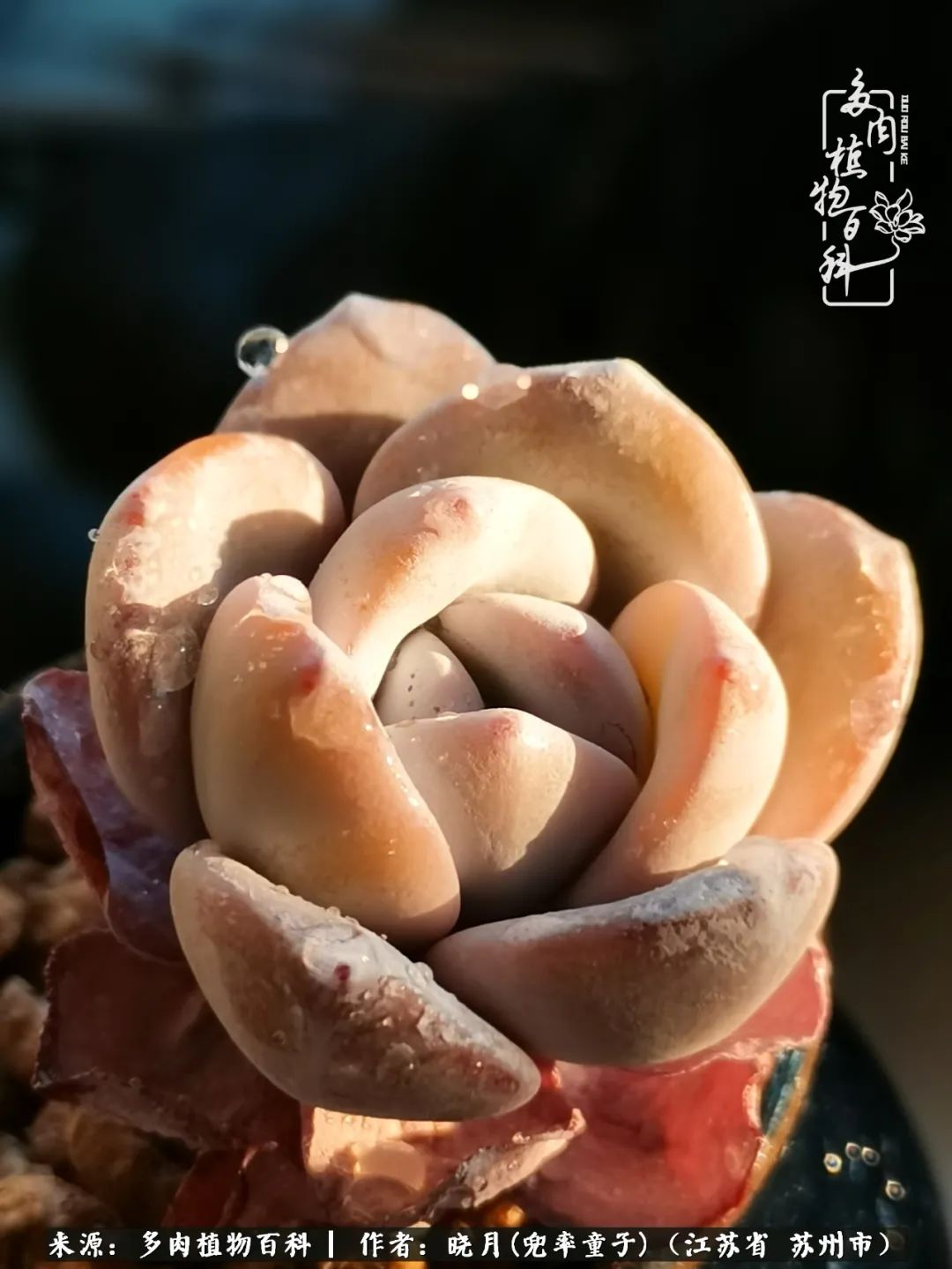 六年时间环游22个国家,却被多肉小萌物征服