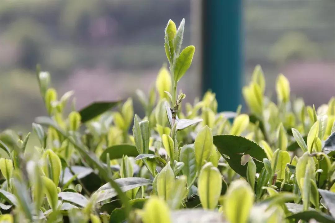 怎样辨别正宗福鼎白茶,怎么鉴别福鼎白茶好坏视频