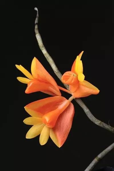 奇花异草大全罕见图文,极其罕见的奇花异草