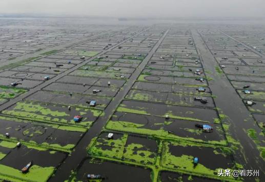 阳澄湖大闸蟹开售,吃货阳澄湖大闸蟹