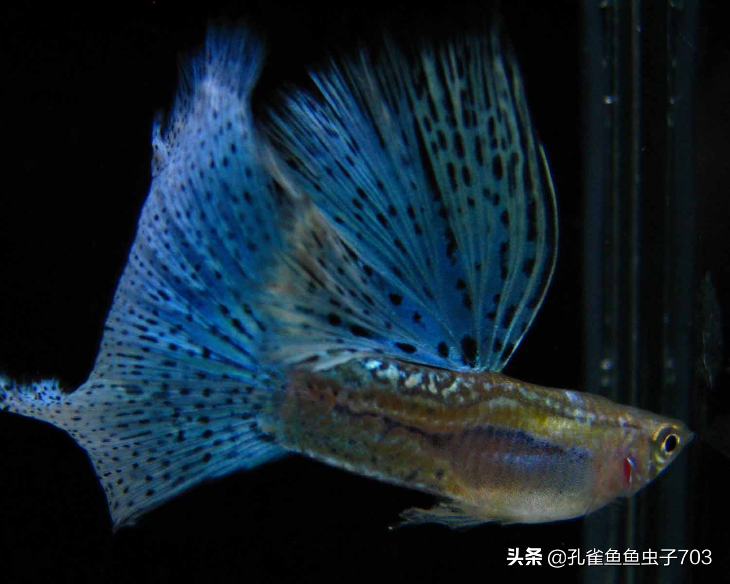 孔雀鱼要怎么买,买孔雀鱼注意哪些事项呢