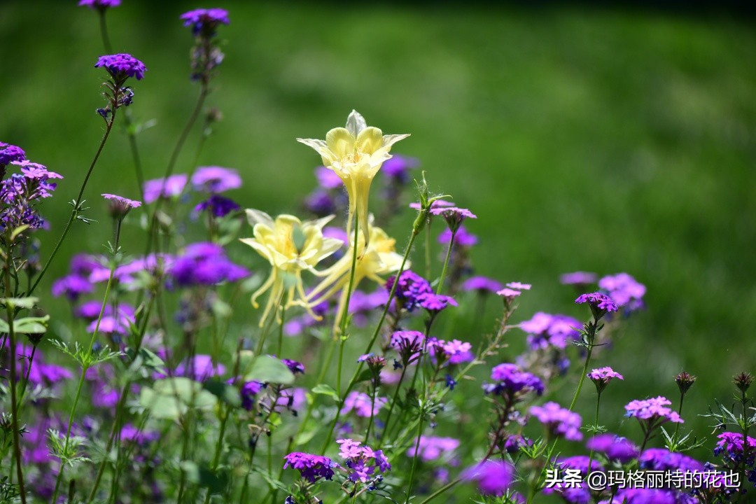 徒长花草怎样处理,徒长的树木怎么处理