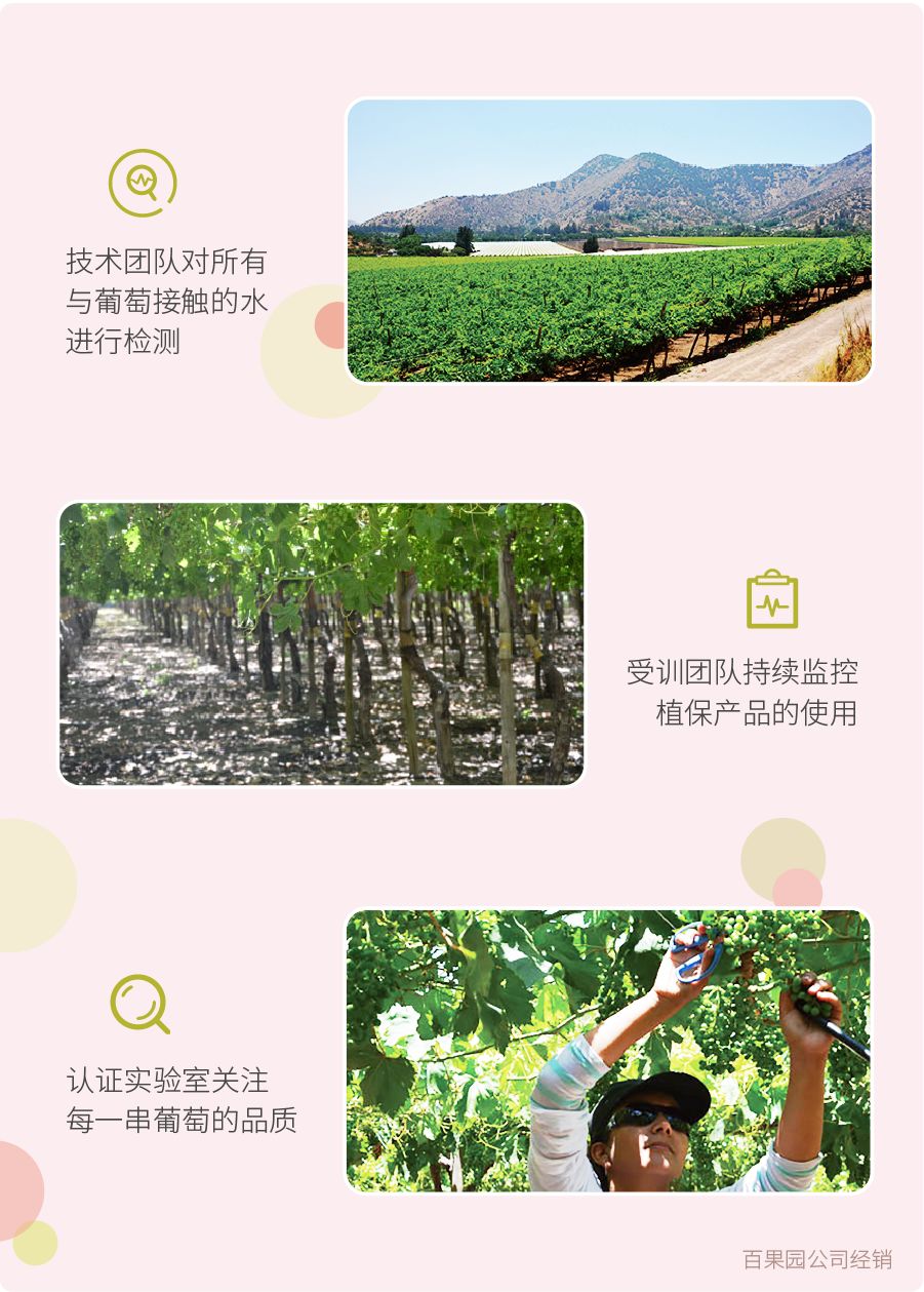 有玫瑰香气的葡萄,有玫瑰的香味的葡萄