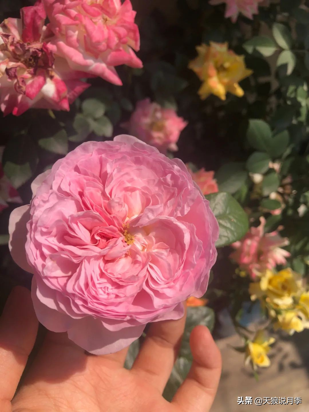 怎么打造露台小花园,如何打理自己的露台小花园