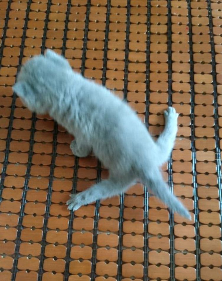 猫咪畸形断腿怎么安乐死,畸形的新生猫咪如何安乐死