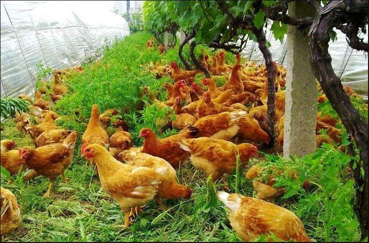 怎样养鸡不生病又长得快,一年四季养鸡不生病的方法