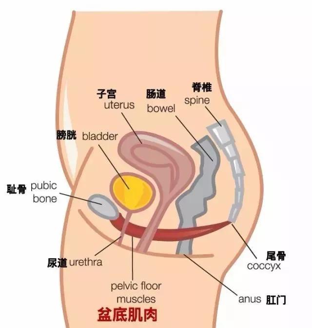 产后9个月漏尿可以做产后恢复吗,改善产后漏尿的动作和方法