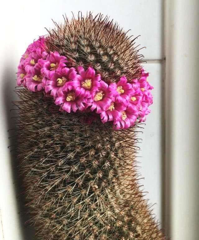 148个仙人球品种大全,100个仙人球品种