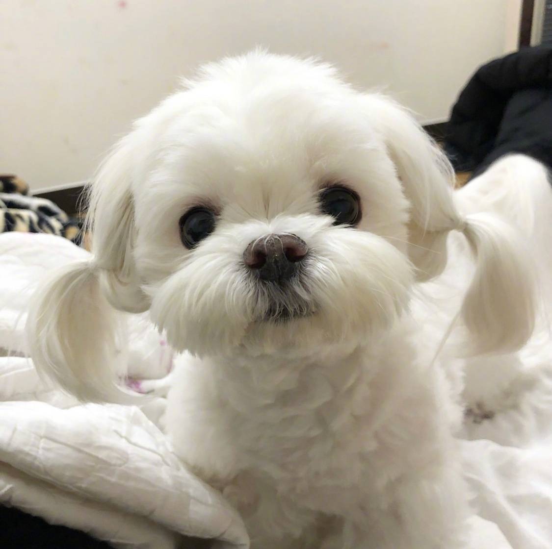 冷门好养的狗,十大被公认最好看的狗狗