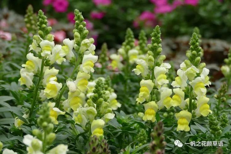 金鱼草的简介,金鱼草的地径