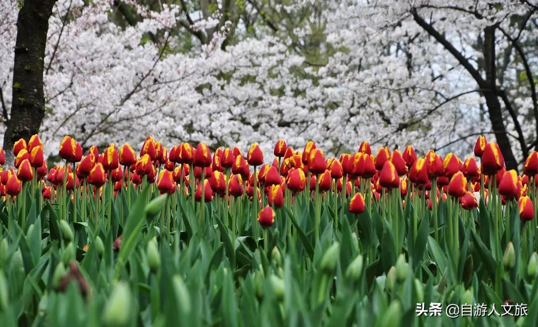 环西湖群山徒步毅行,行走西湖古诗词