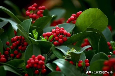 过年最受欢迎的花,北美冬青和金玉珠的区别