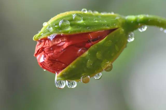 毕业季的凤凰花和栀子花,毕业季凤凰花开的时候