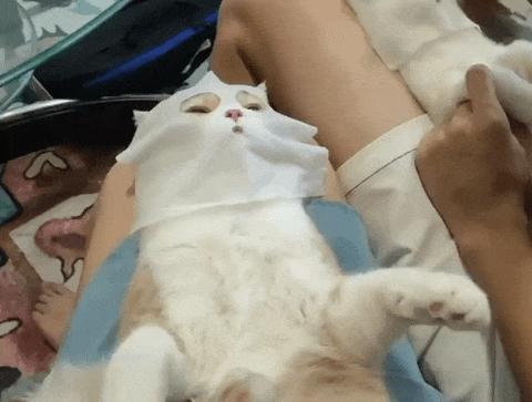 据说最近喵圈流行敷面膜，铲屎官请准备
