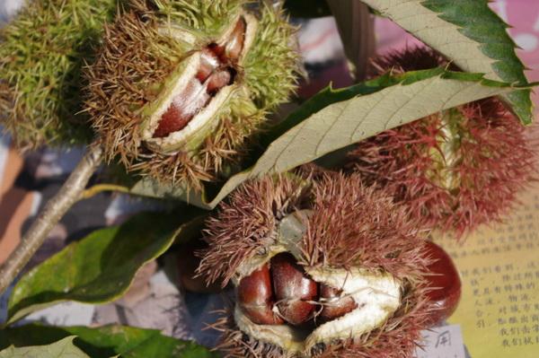 陕西省延安哪个县城人口多,延安有多少个乡镇