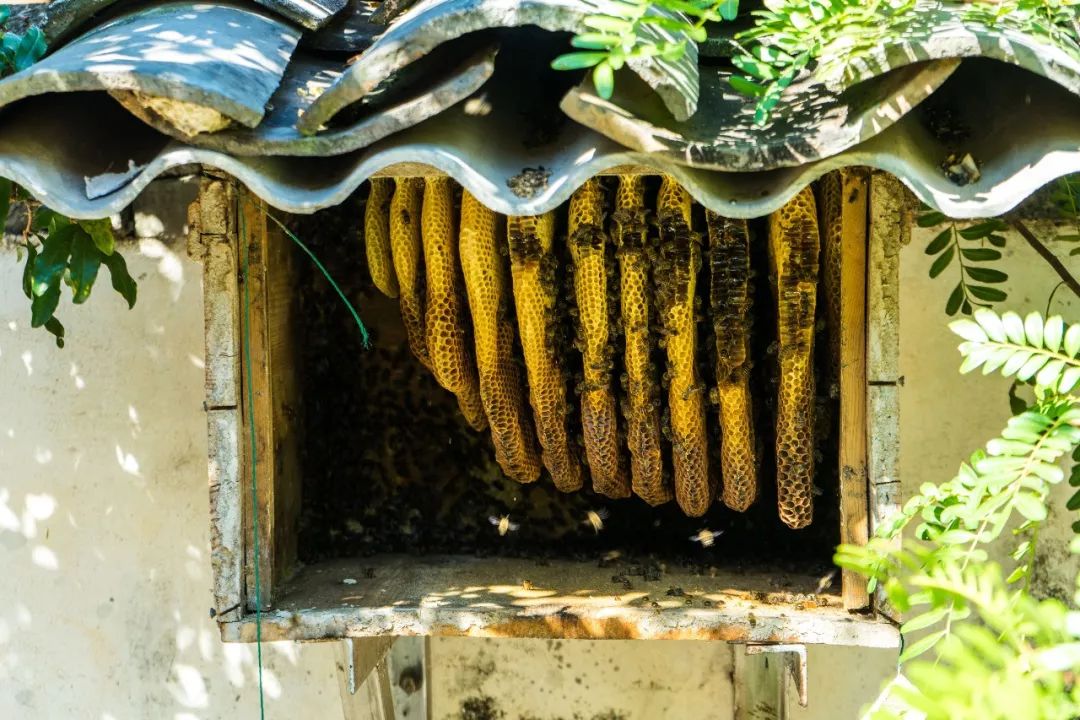 土蜂蜜的取蜜全过程,土蜂蜜取蜜全过程记录