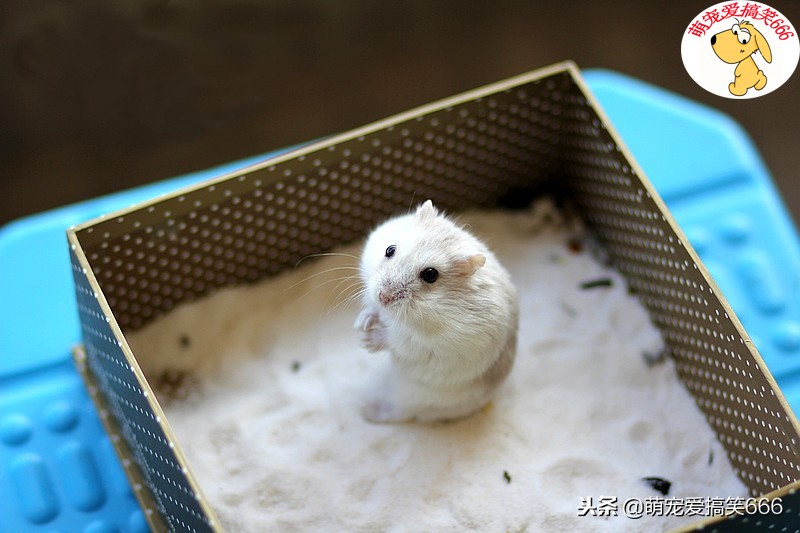 新手养仓鼠的十大禁忌有哪些,不建议养仓鼠