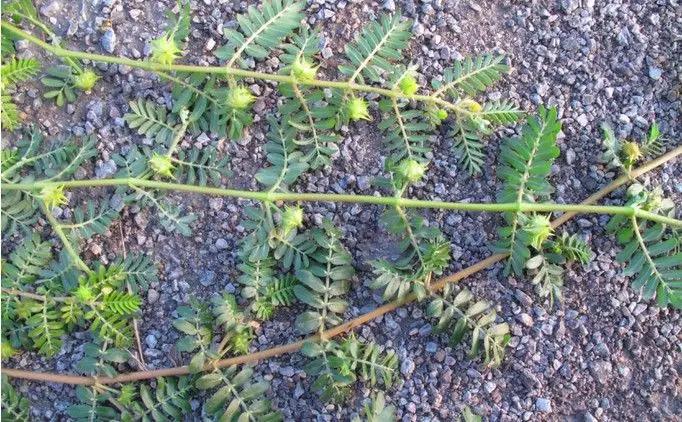 带你们认识这些野生草药,农村随处可见的几种野生中草药
