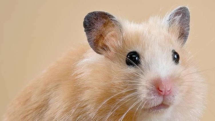 养仓鼠的注意事项和必备物品,饲养仓鼠的十大注意事项