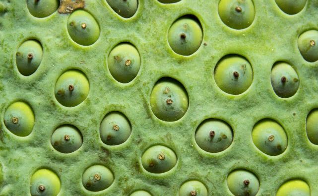 密集恐惧症是一种病,怎么克服强迫症和密集恐惧症