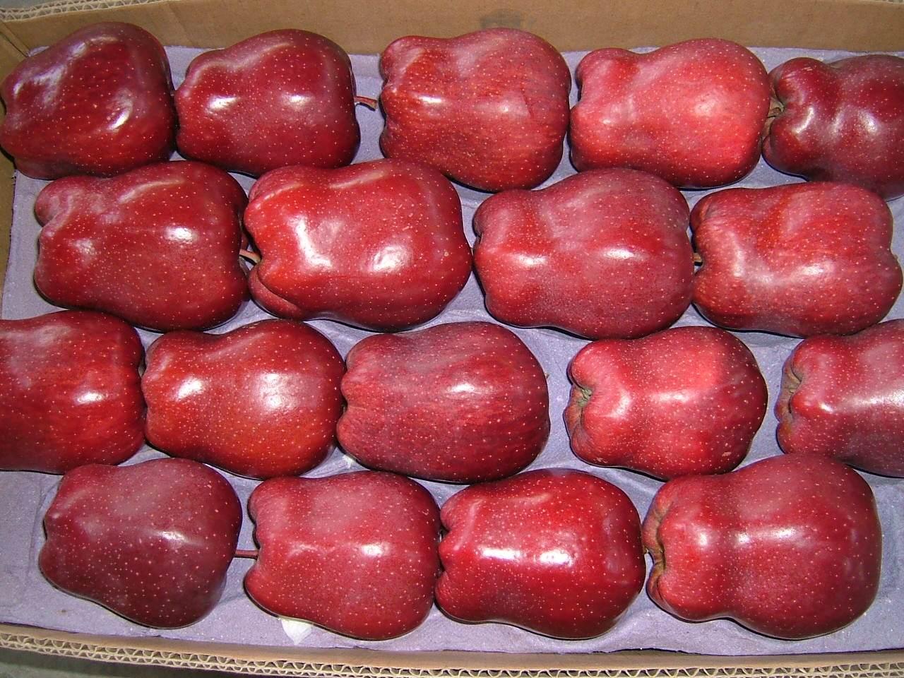 甘肃苹果好吃还是山东苹果好吃,洛川苹果和甘肃苹果哪个更好