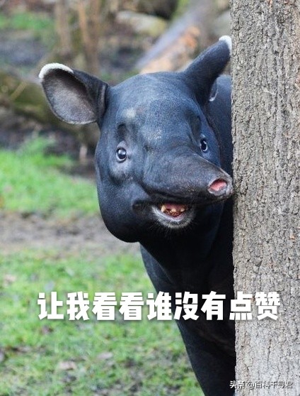 这种长着象鼻子,形似大肥猪的奇特动物,历史上曾在我国广泛分布