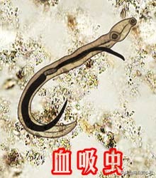 羊寄生虫预防措施,羊寄生虫怎么治