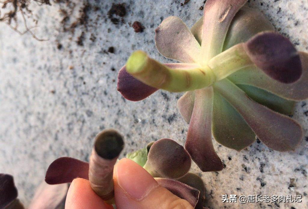 多肉修根后喷多菌灵还是泡多菌灵,多肉正常养护需要喷洒多菌灵么