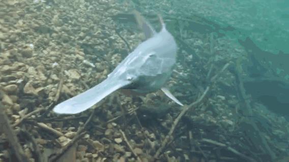 已经灭绝的十大淡水鱼,中国淡水鱼之王长江白鲟灭绝了吗