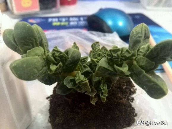 多肉植物鹿角梅的图片,敦实的多肉