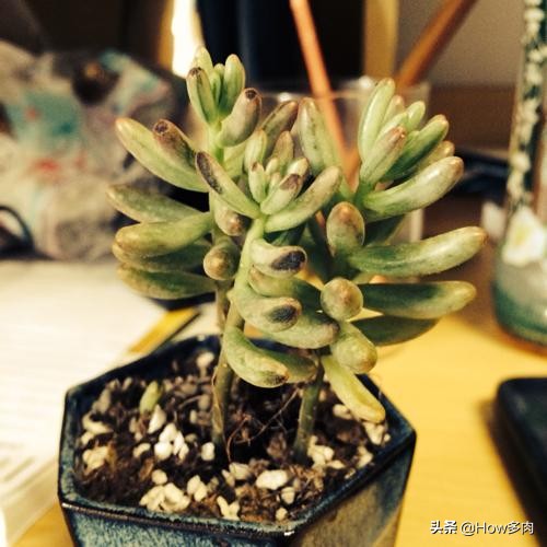 多肉叶片出现晒伤一样的黑色,多肉植物叶片上长黑斑是什么原因