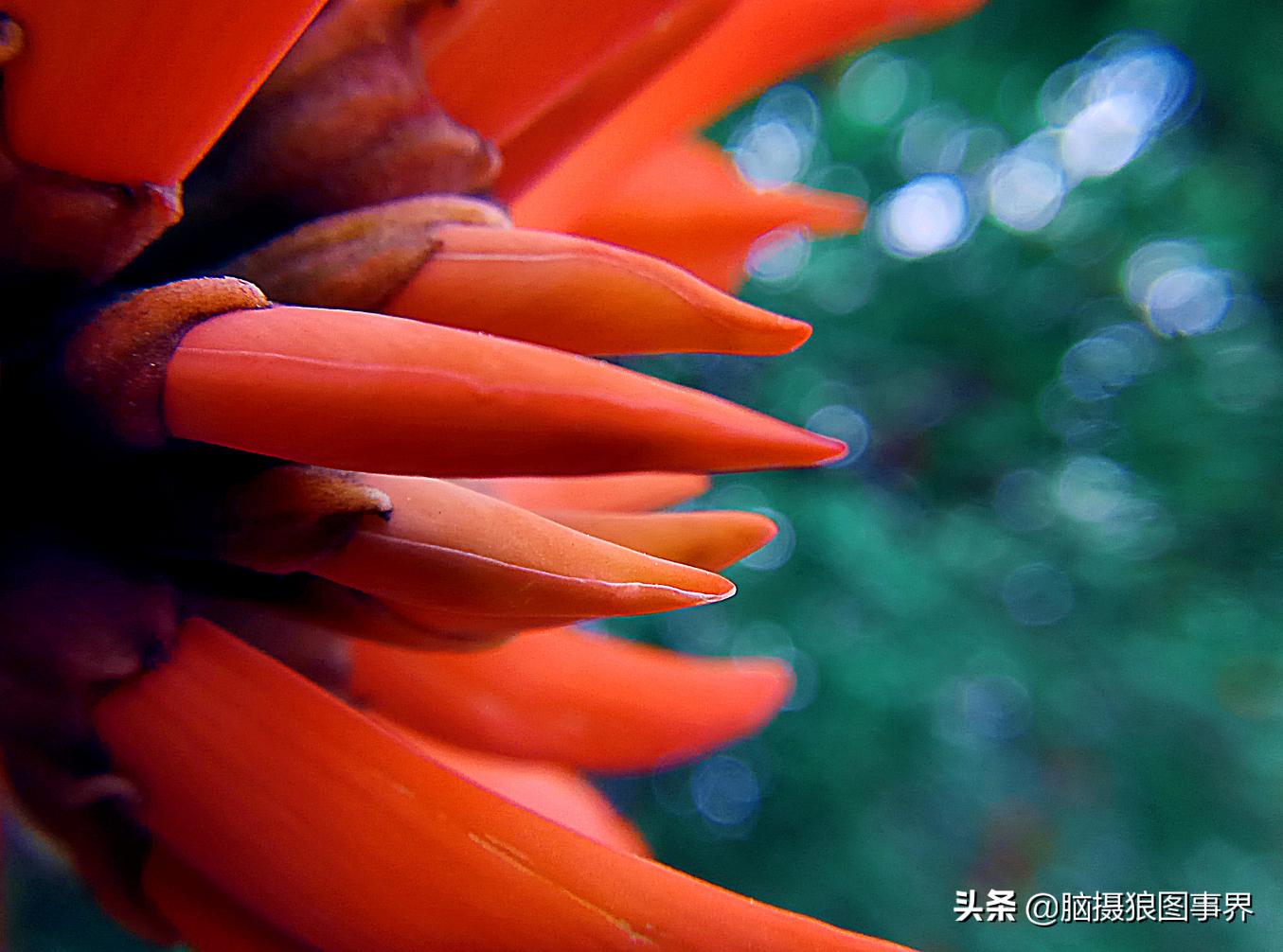 华为手机拍照微距怎么设置,手机微距拍摄技巧大全