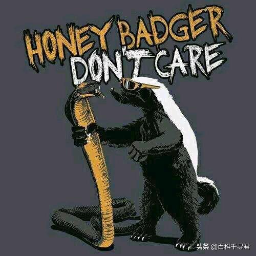 平头哥蜜獾被眼镜黄蛇咬昏过去,蜜獾被眼镜蛇咬会不会中毒视频