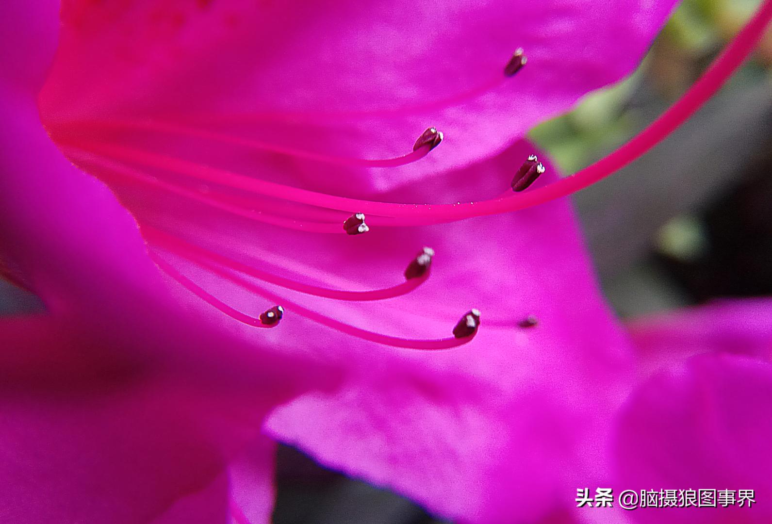 华为手机拍照微距怎么设置,手机微距拍摄技巧大全