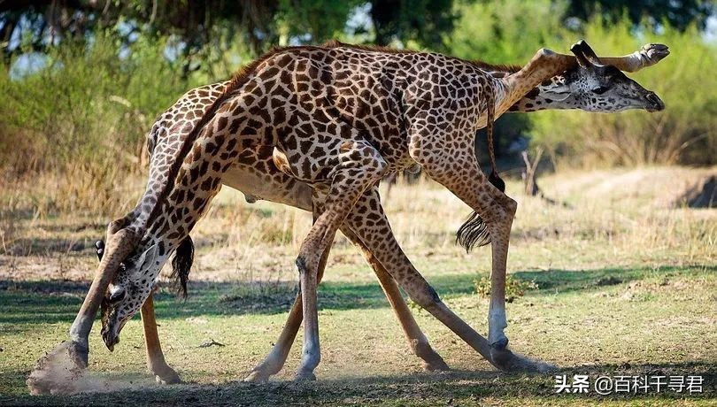 长颈鹿打斗动画,长颈鹿打架慢动作