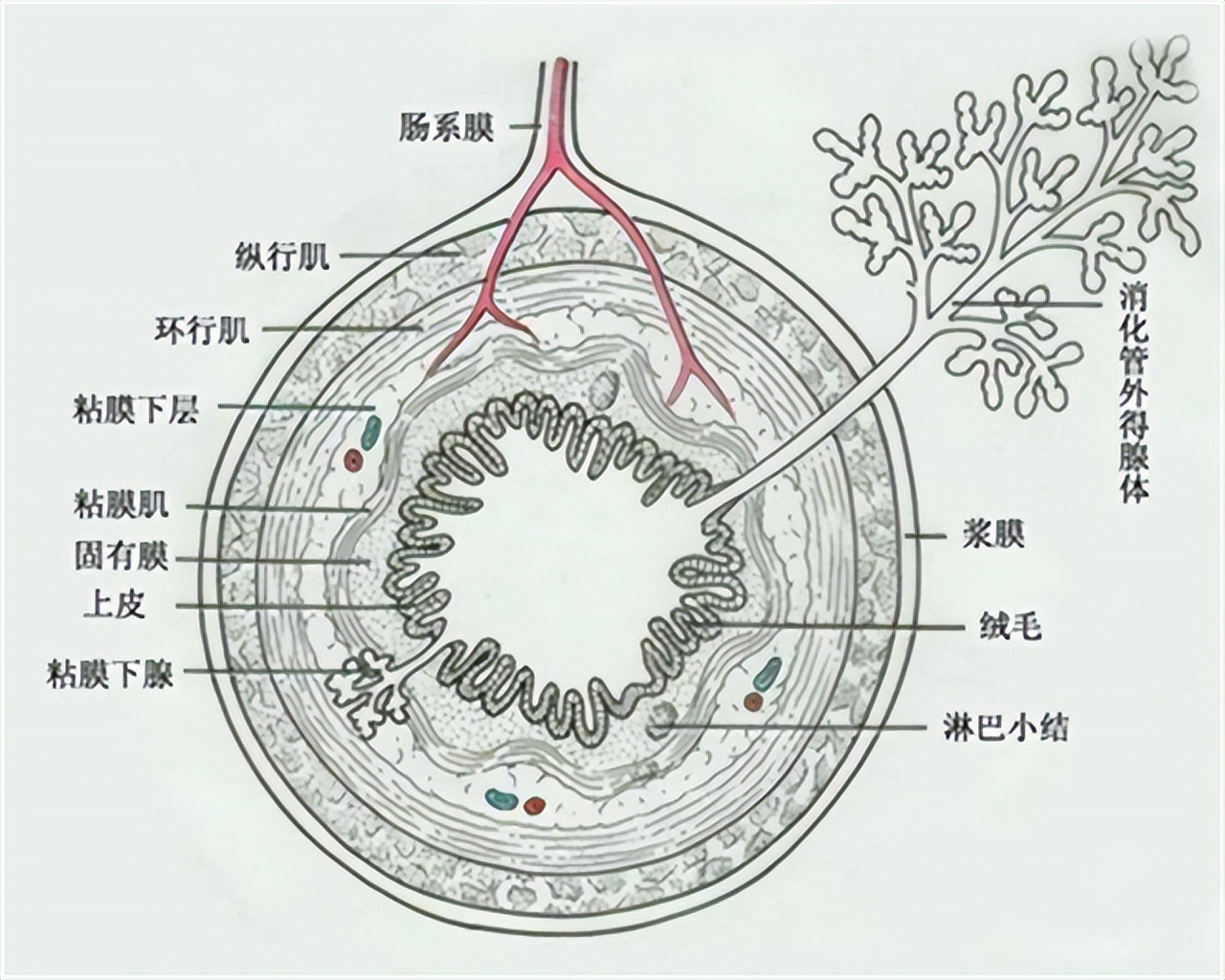 一直感觉大便拉不干净是怎么回事,大便感觉老是拉不干净是什么原因