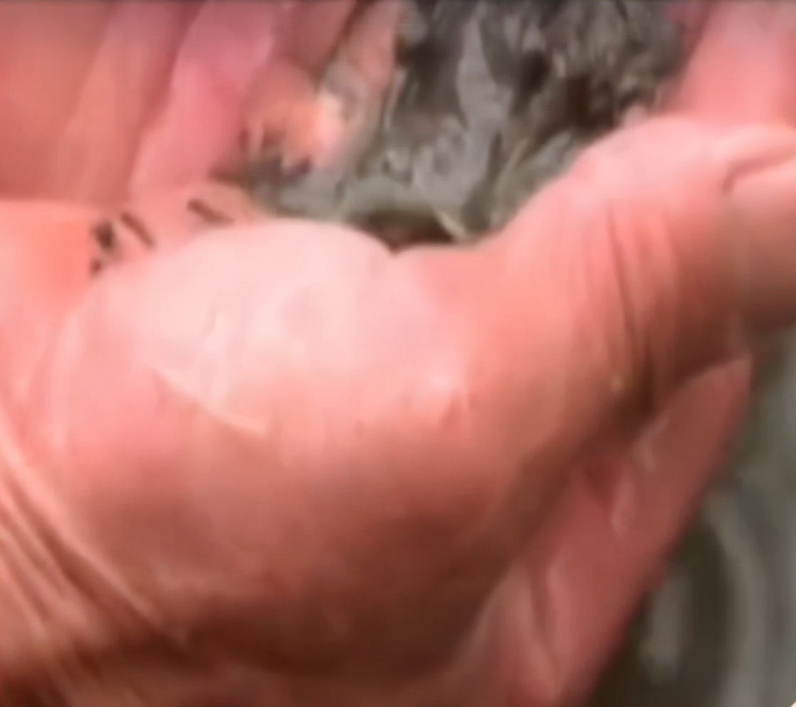 稻田惊现不明生物行动诡异,大山深处不明生物真相大揭秘