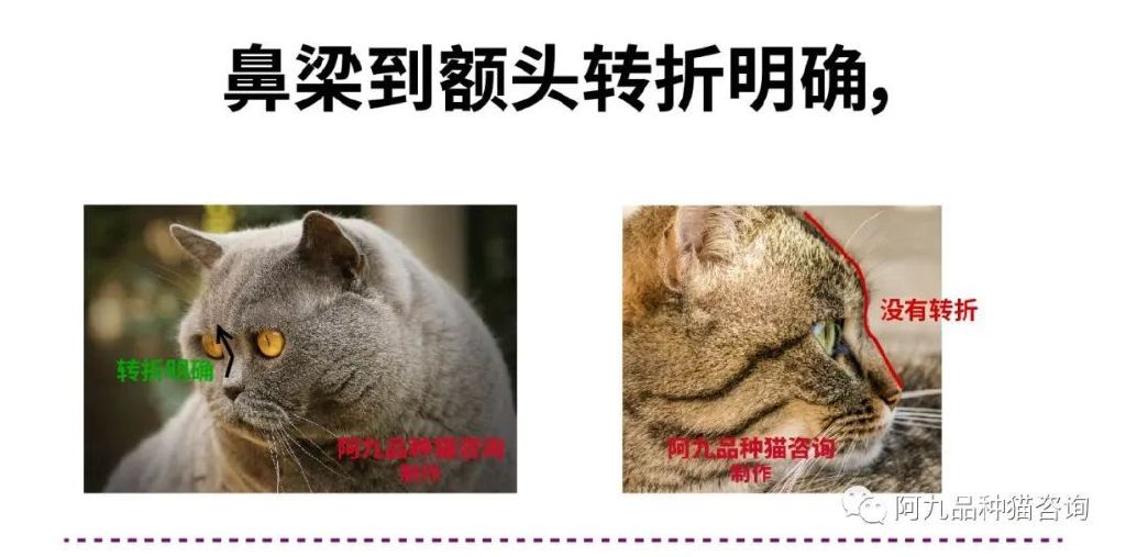 长毛银渐层幼崽的鼻头是黑的,银渐层幼崽眼睛是蓝色