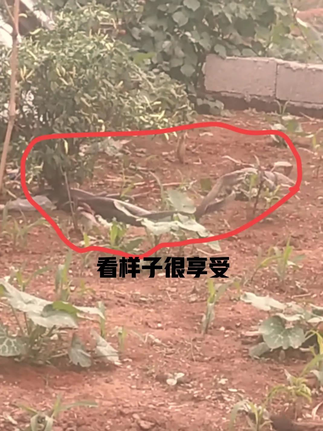 今天清晨看到双蛇交配，爷爷说会倒霉运，是真的假的？