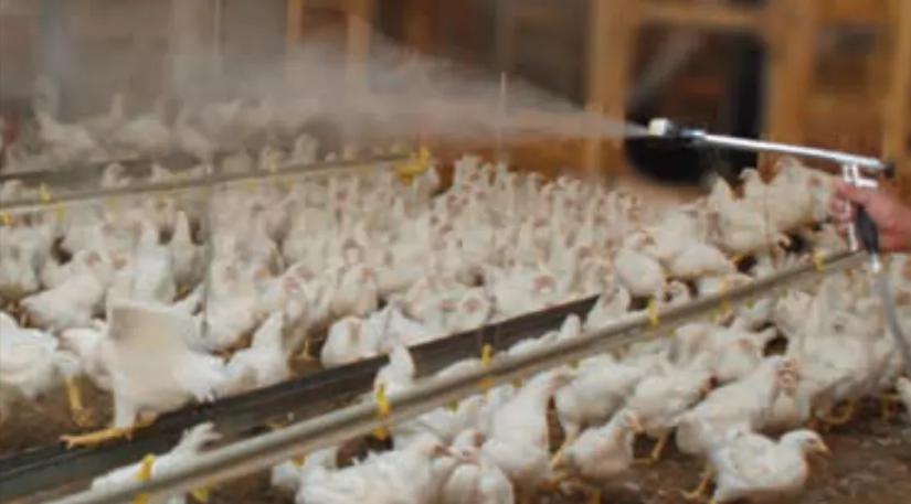 免疫养鸡的正确方法视频,免疫养鸡技术