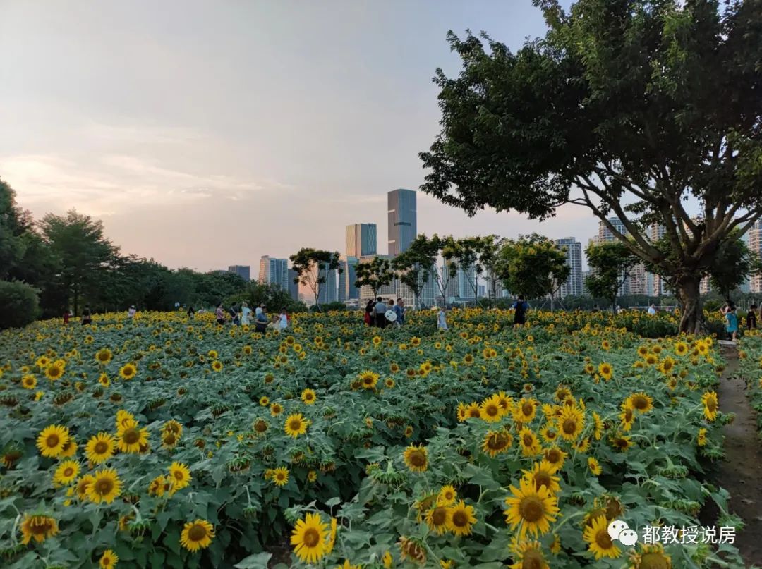 读完卖少亏当赚，听人劝能逃一劫，福州入门级学区房单价跌破两万