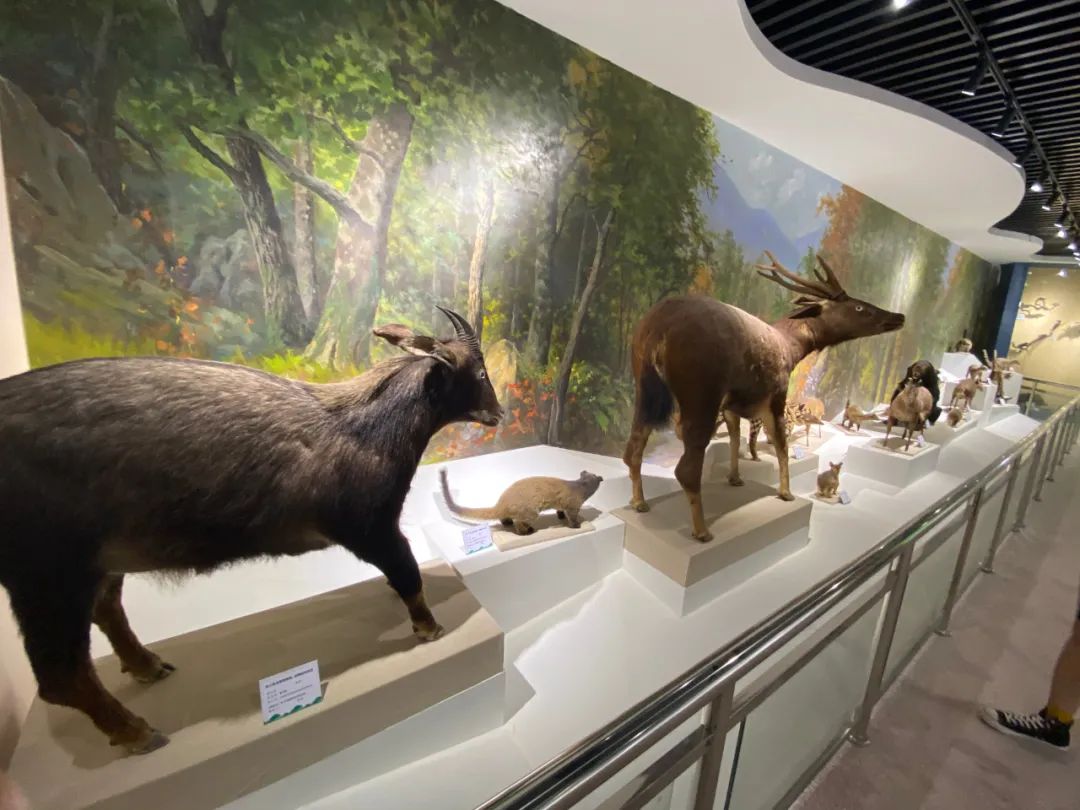 这些韶关最值得爬的山，你登过几座？