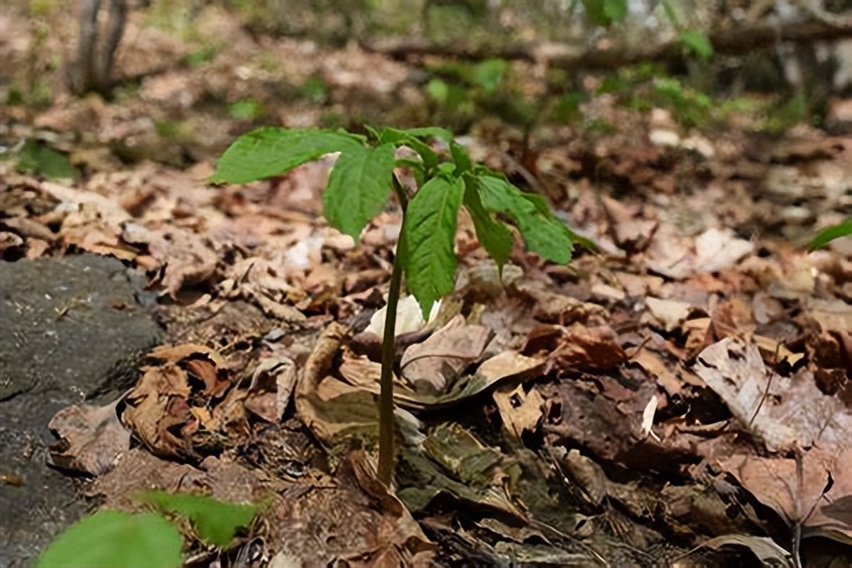 美国西洋参和中国西洋参有啥区别,美国产的西洋参好处是什么