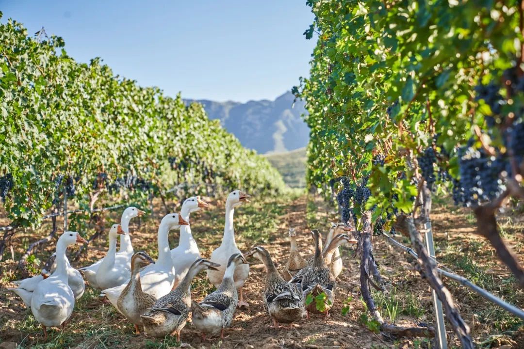 中国葡萄酒之乡怀来,张家口怀来的葡萄产地是哪个村