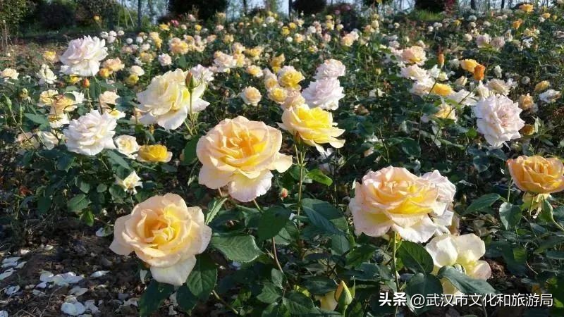 花朝河湾旅游景区本地人要门票吗,潘塘罗杨村花朝河湾景区最新消息